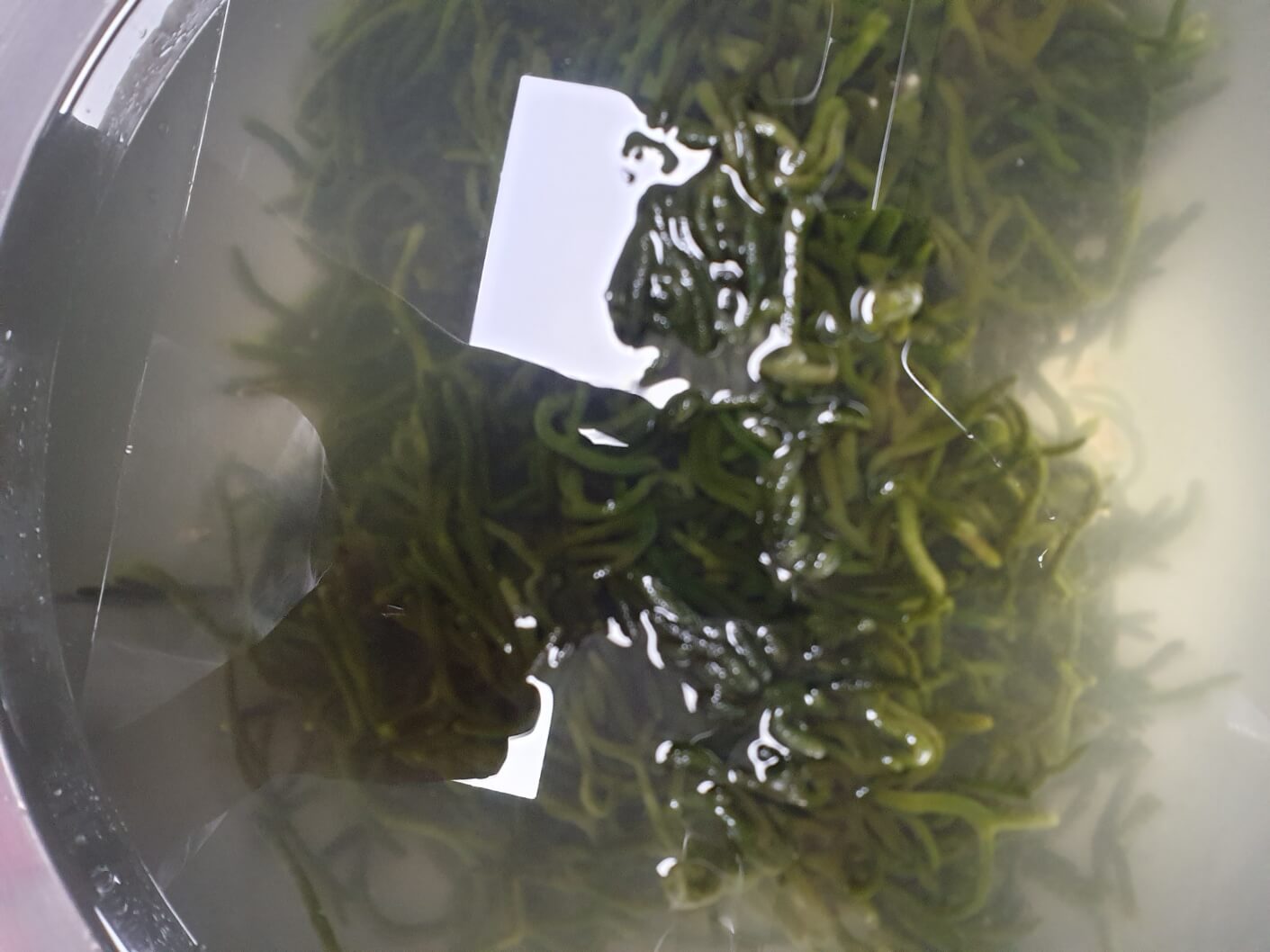 김치 재료 청각