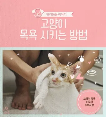 고양이 쉽게 목욕하는 방법과 준비 요령_17