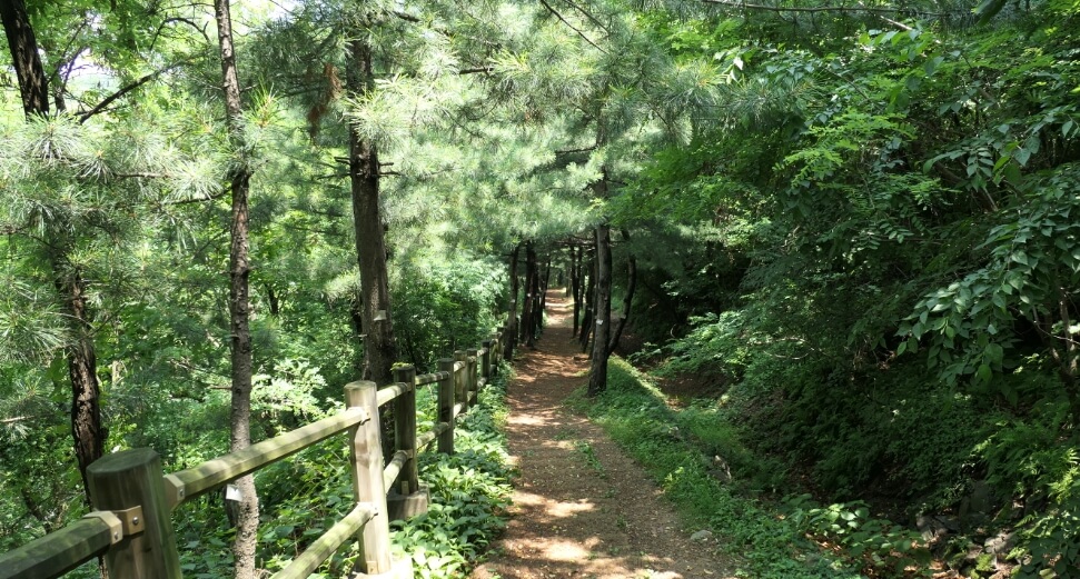 관악산 올라가는 숲길