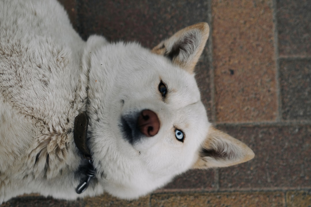 Dog.