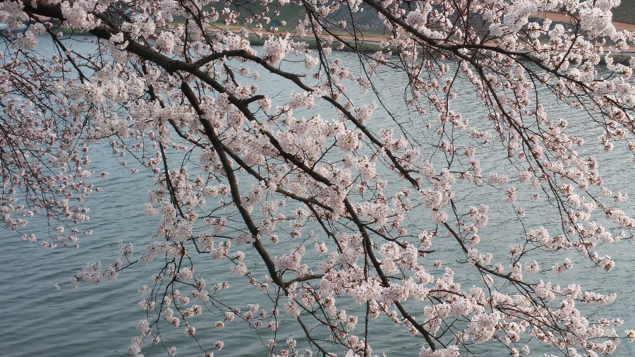 물가에 핀 벚꽃