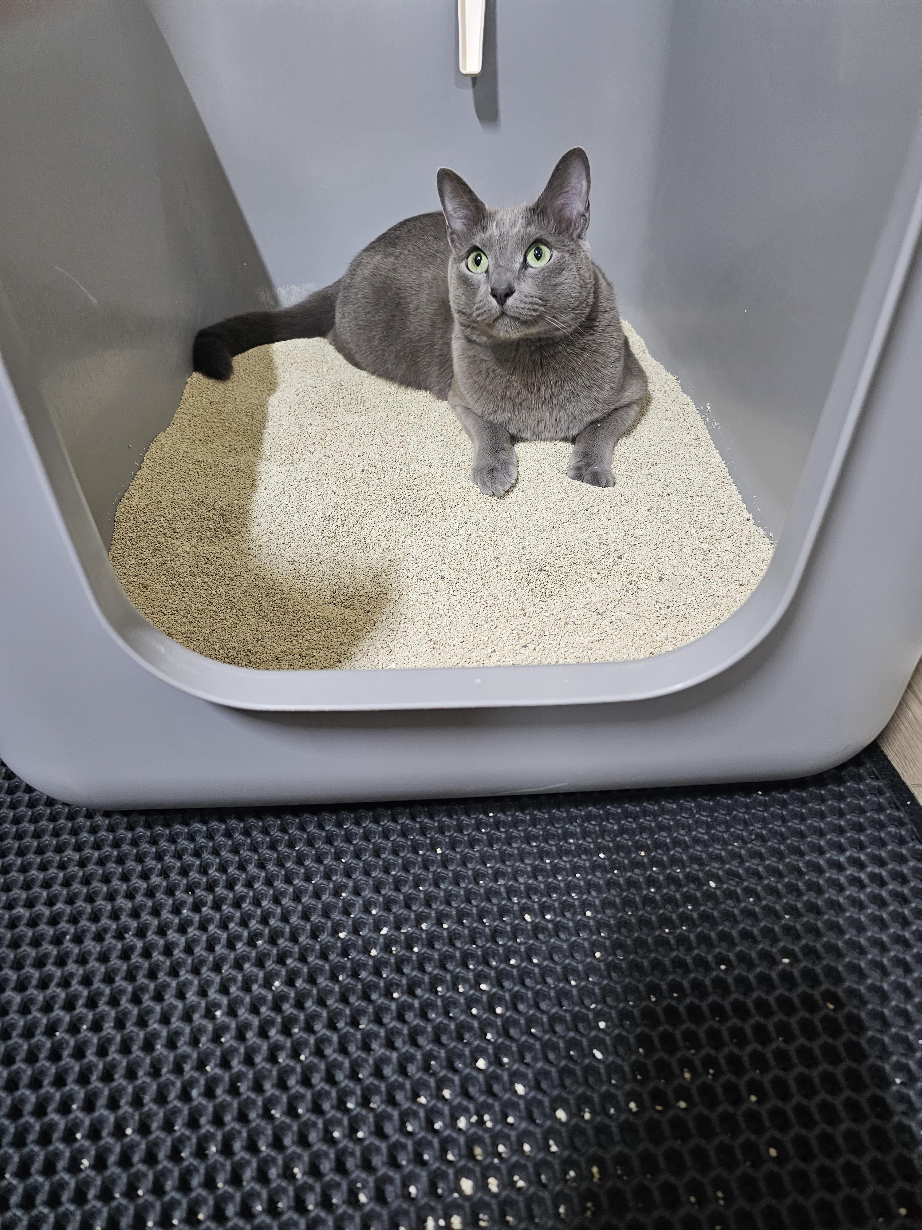 고양이 방광염