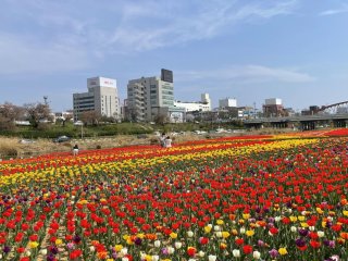 충북 튤립 명소 BEST 5🌷 청주 상당산성 봄 데이트 코스 & 역사탐방 꽃길 여행지 총정리