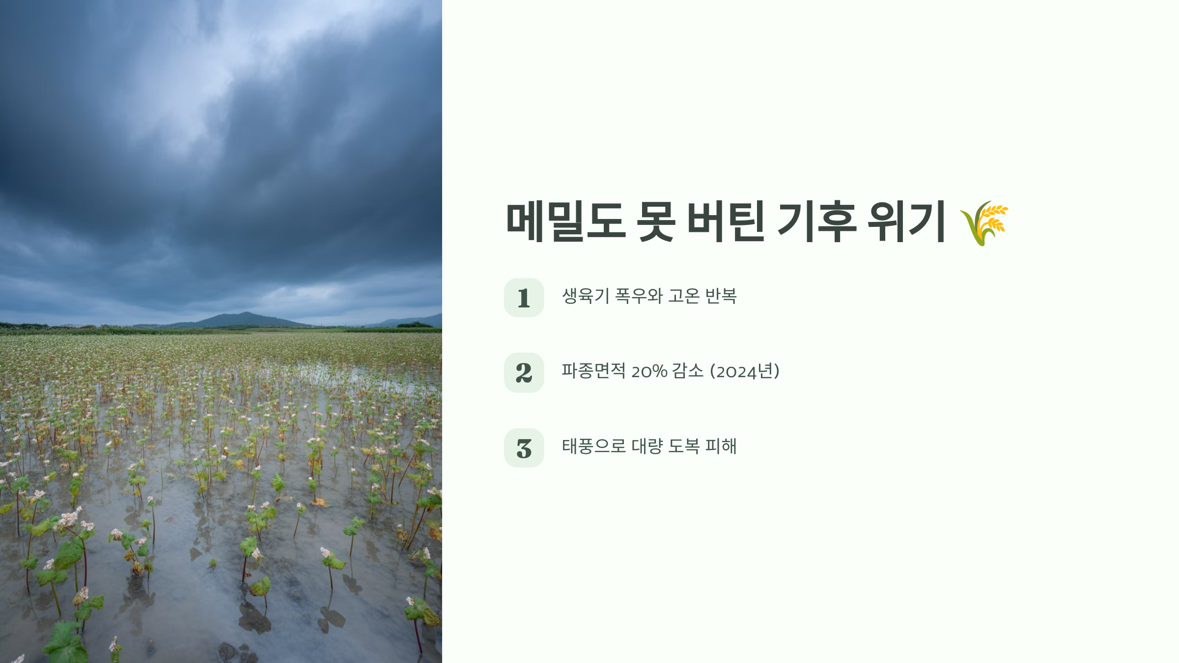 메밀도 못 버틴 기후 위기