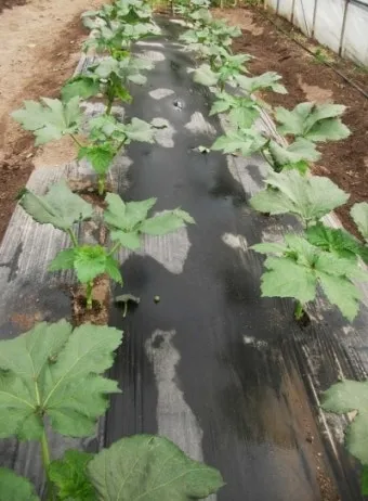 오크라 재배 파종 깊이 따뜻한 흙 물주기 요령_2