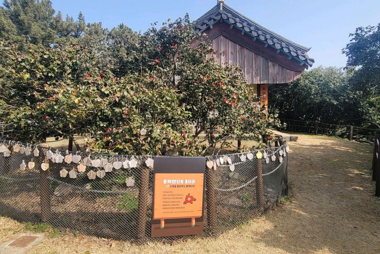 마량리동백나무숲