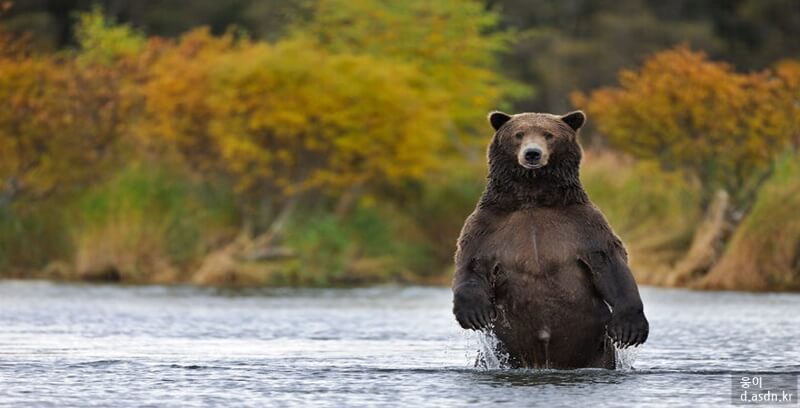 곰꿈 꿈해몽 10가지 태몽 길몽 길운 정리.세번째