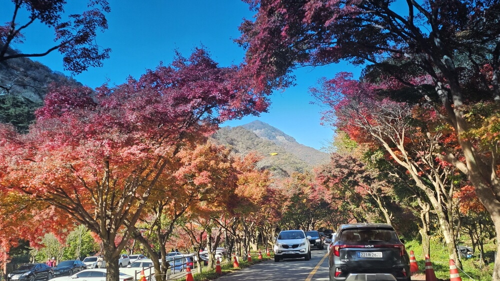 전북 정읍 백양사 가을 트레킹 : 늦가을 단풍 산책코스 &amp; 백학봉 포토존 추천