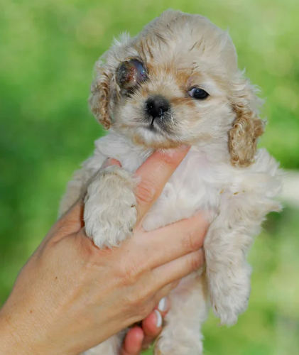 강아지 녹내장 증상&amp;#44; 수술 필수인가? 예방 및 치료법 한 번에 정리