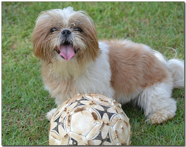 ๊ณต๋์ดํ๋ ์์ธ