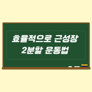 2분할 운동법 효율적 근성장