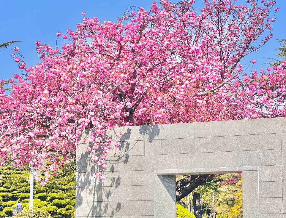 유엔기념공원 겹벚꽃1