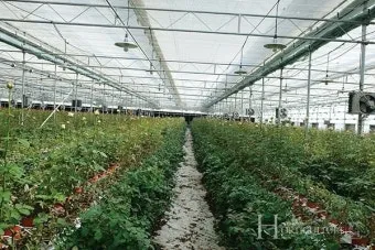 장미 재배 전정 시기 병해 예방 풍성한 개화_23