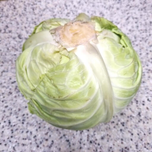 양배추