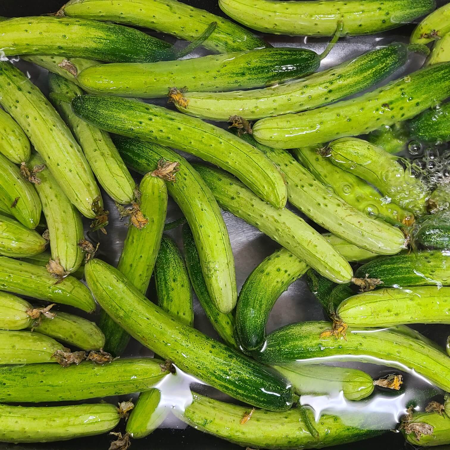 오이 1개 칼로리 오이 한개 칼로리 오이고추 칼로리 오이소박이 칼로리 오이무침 칼로리 참외 칼로리 삶은계란 칼로리 사과 칼로리 방울토마토 칼로리 토마토 칼로리 양배추 칼로리 당근 칼로리 오이키우기 파프리카 칼로리 바나나칼로리 양상추 칼로리 오이 다이어트 브로콜리 칼로리 오이의 효능 오이 제철 오이 칼로리1개 칼로리 오이 칼로리