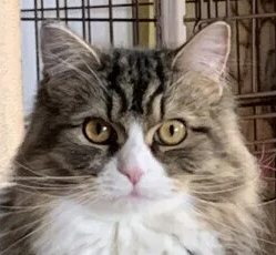 고양이 기관지염