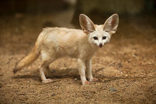 사막여우(Fennec Fox) 키우는 법 – 허가 조건 및 특성