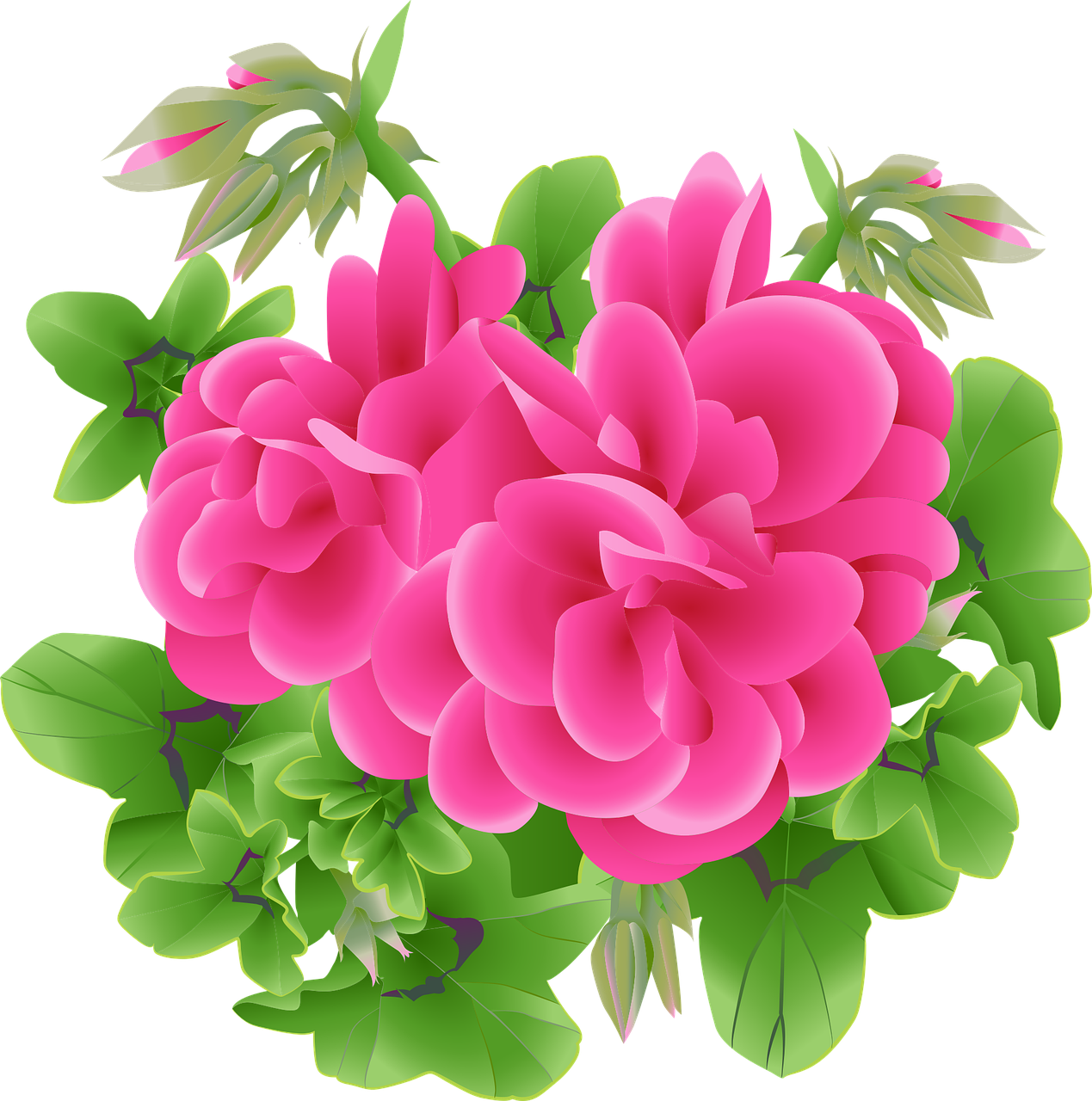 제라늄, 식물이미지