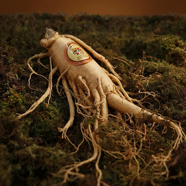 경옥고 가격 효능 사진 13