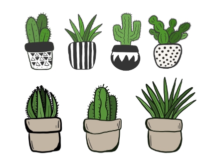 식물키우기를 배우고 성공한 식물 사진들