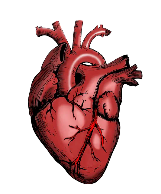 고지혈증 관련 사진13