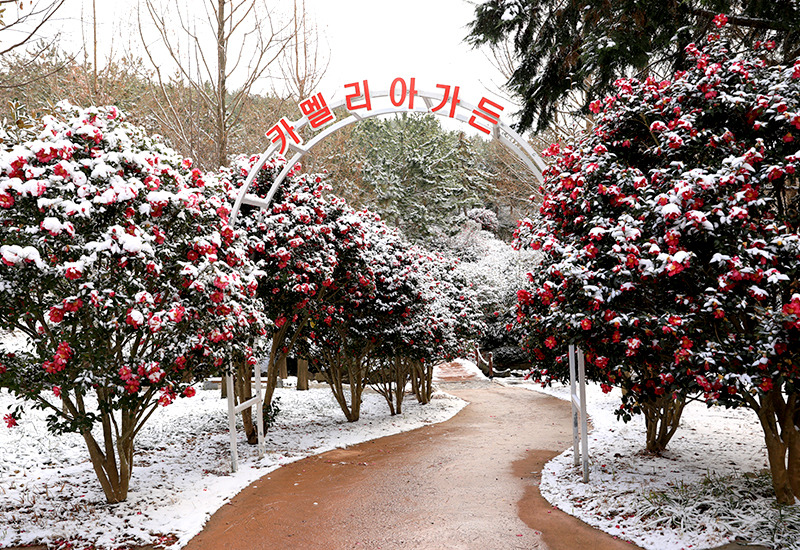 분재정원 동백꽃