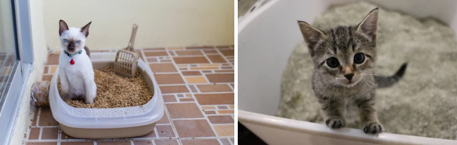 고양이 벤토나이트 모래 추천