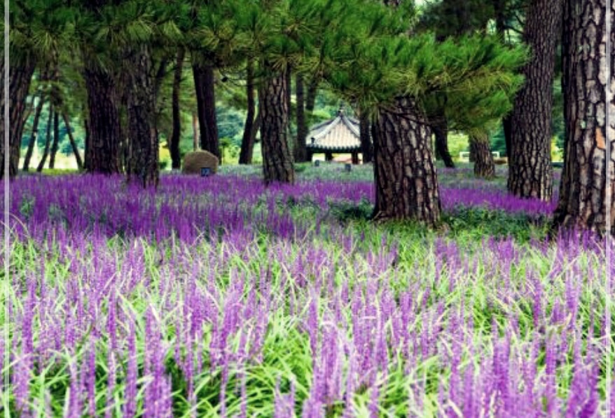 맥문동탕 효능, 부작용 및 먹는 방법