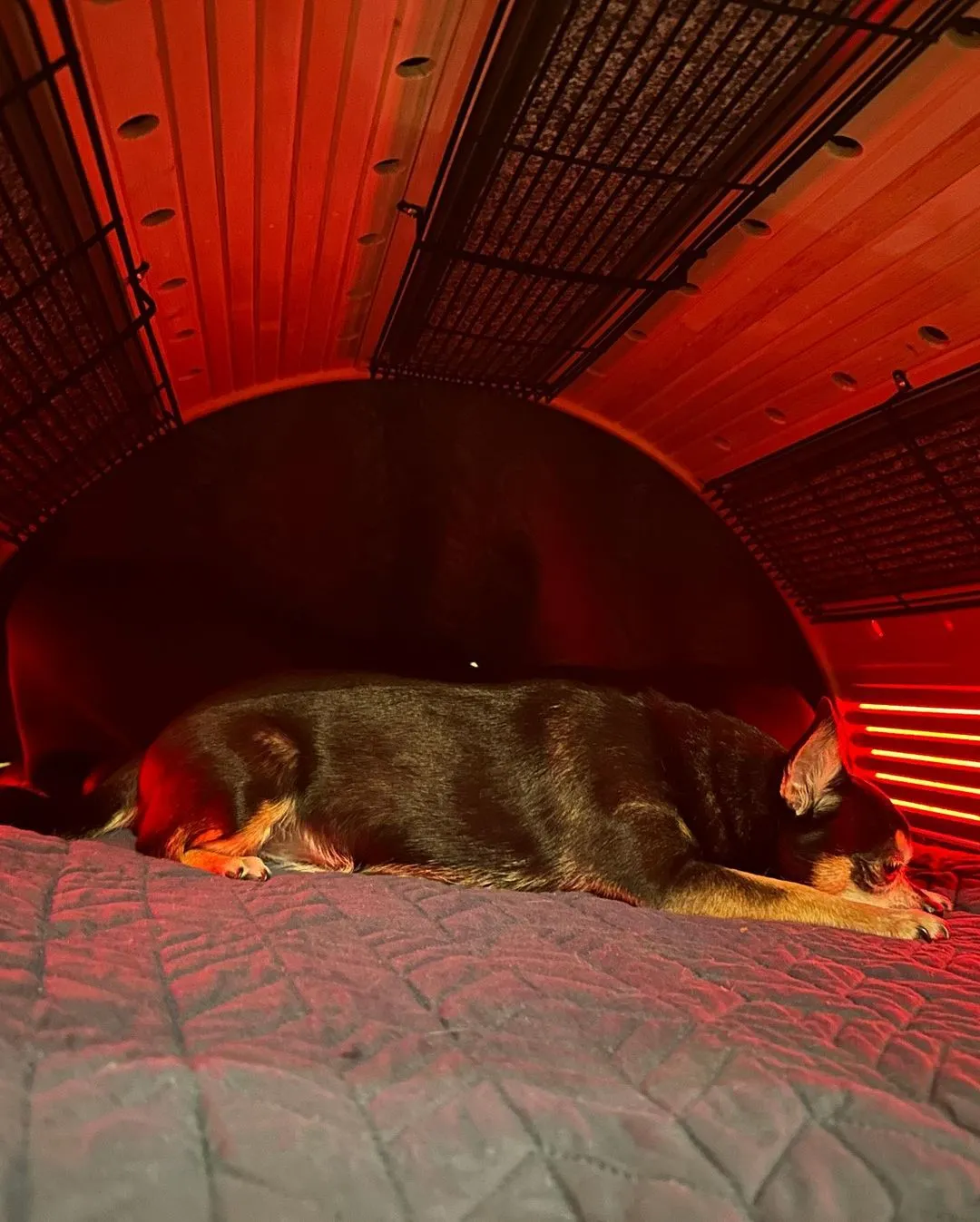 반려견 동반 가능 강아지 찜질방 이용 시간 방법 운영 위치 요금