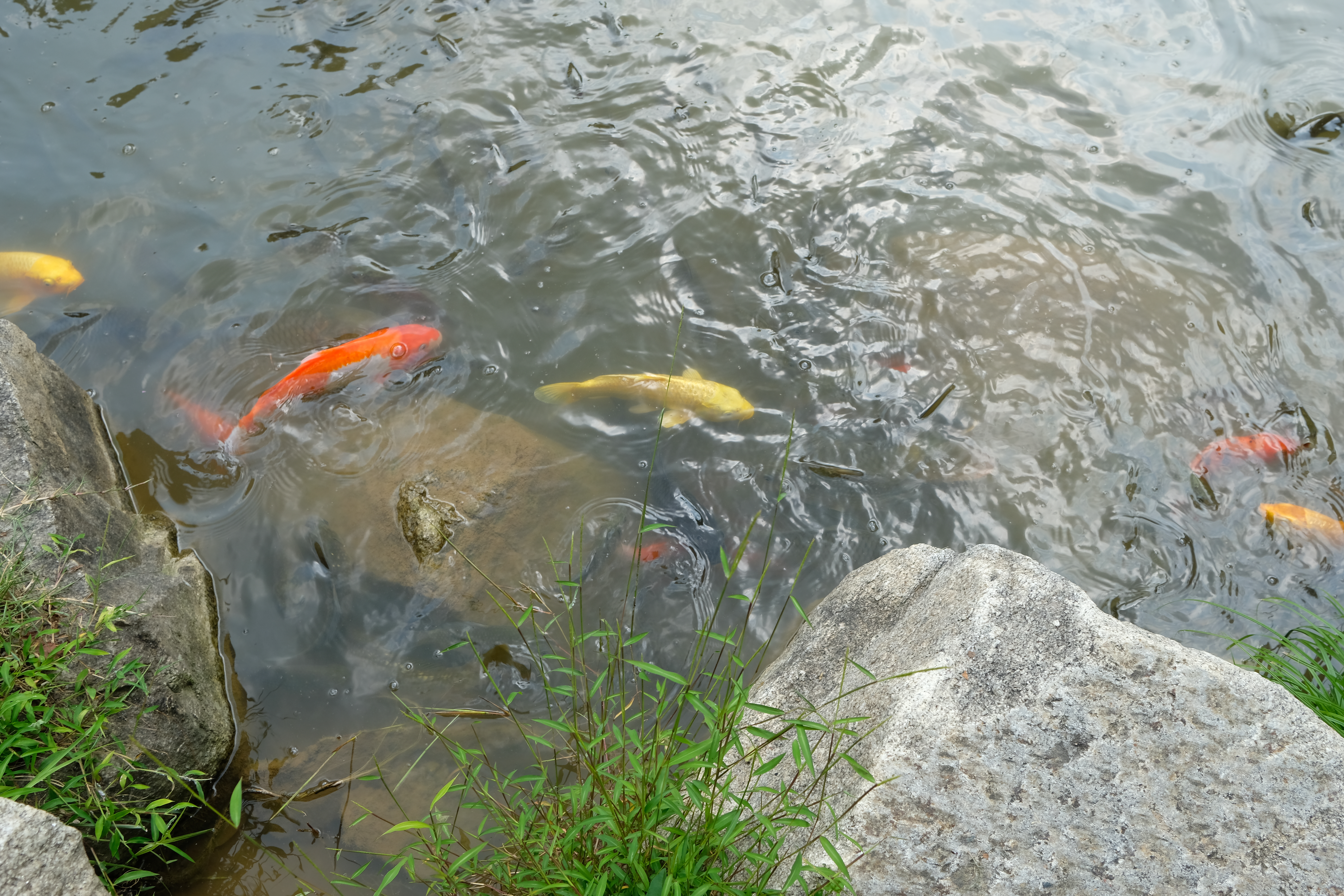 덕평공룡수목원 도담연못 물고기