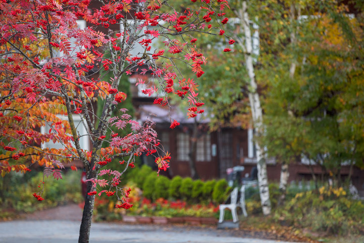 마가목 효능 총정리