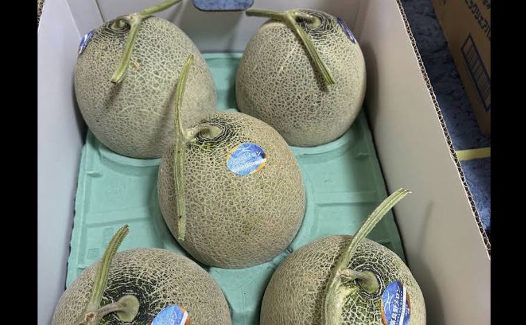 삿포로-유바리멜론-검역