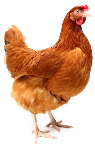 2024년 닭띠 운세