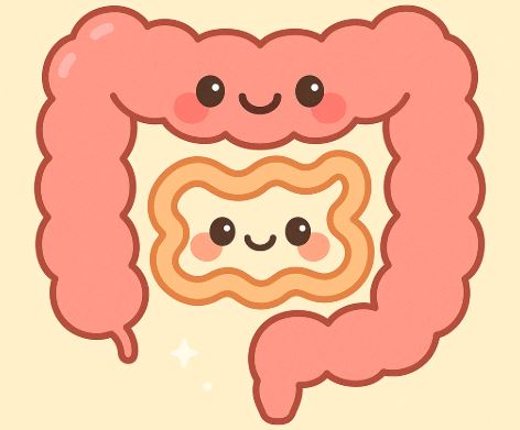 프로바이오틱스 vs 신바이오틱스 차이 관련사진