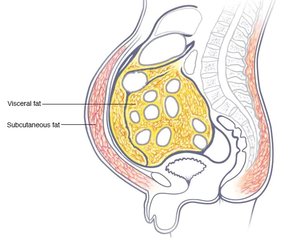 복부 지방 태우는 음식
