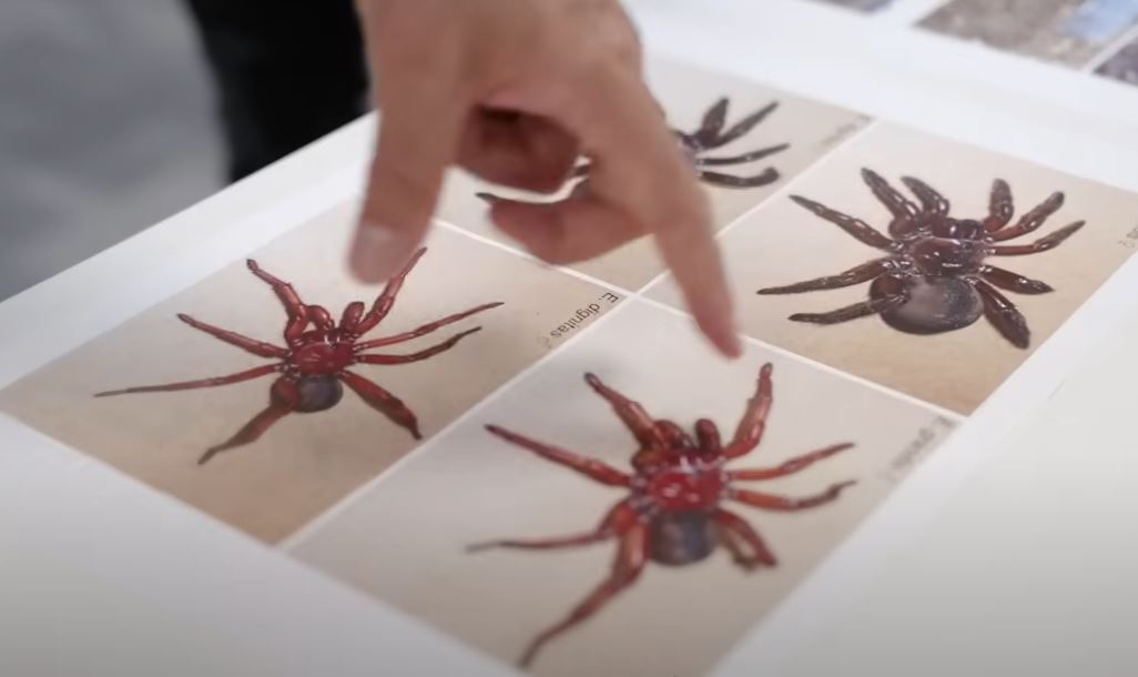 자이언트 트랩도어 스파이더 연구자