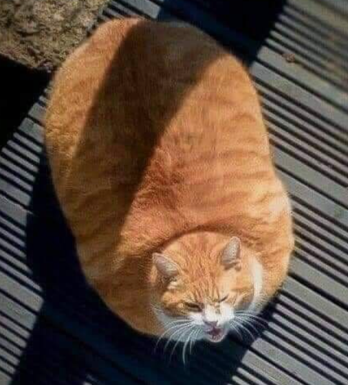고양이 산책