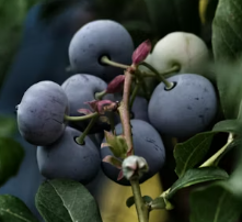 백내장에 좋은 음식 영양제 식단