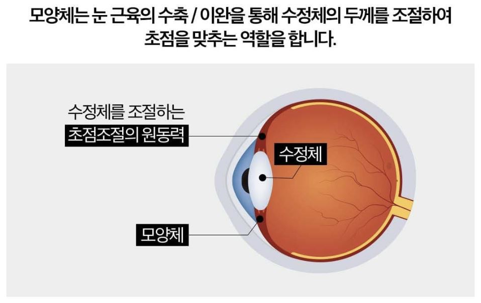 루테올린차즈기
