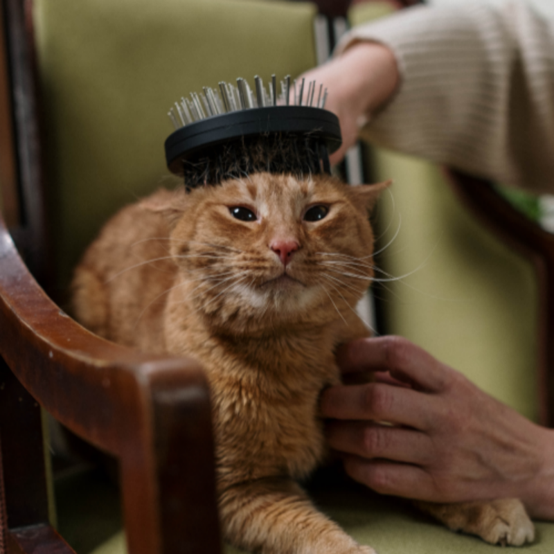고양이 털갈이 브러쉬2