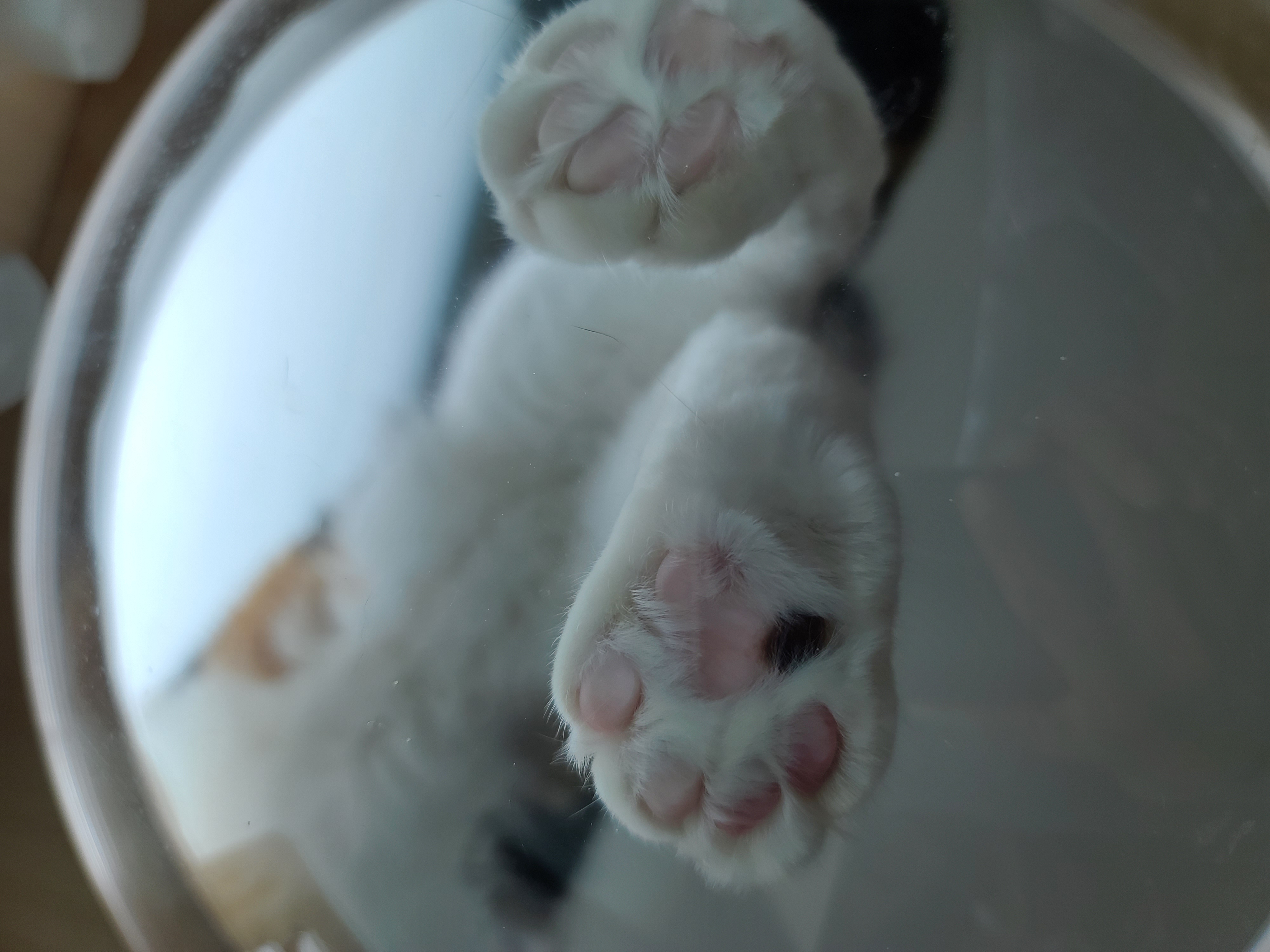 역시 니가 첫번째일줄 알았어 요미야 ㅋ(feat.캣볼 뷰 맛집_젤리,창밖)