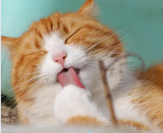 고양이 중성화 수술지원금 신청방법