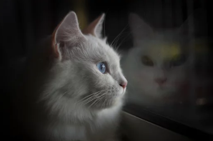 Turkish Angora cat/출처:어도비스톡