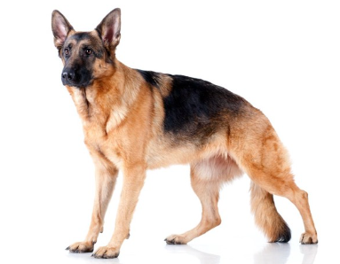 쇼 자세의 저먼 셰퍼드 도그 61735717.