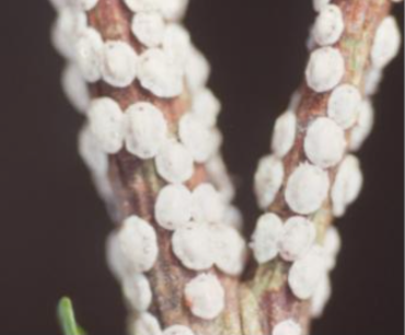 거북밀깍지벌레