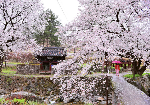벚꽃 개화시기 2024년 에 맞춘 벚꽃 축제 명소 베스트 추천
