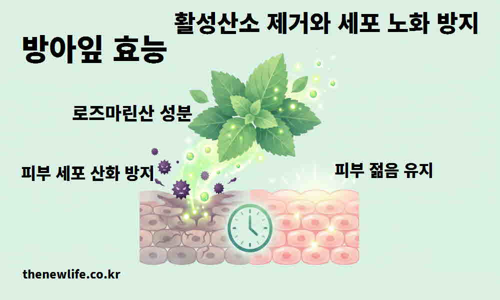 방아잎 효능 활성산소 제거 세포 노화 방지
