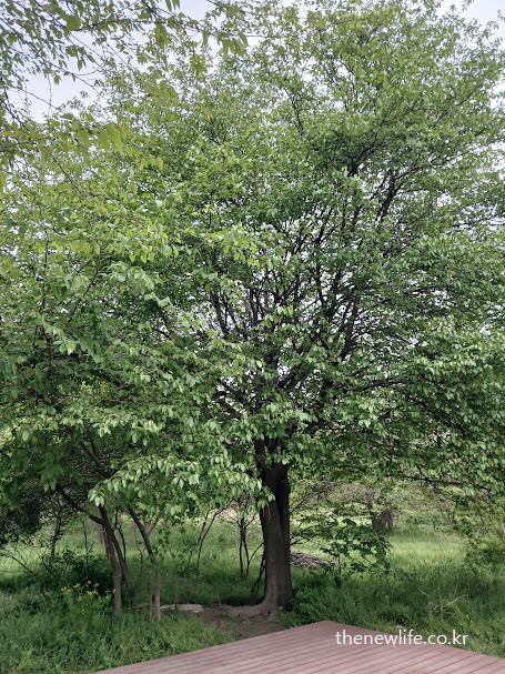 평상 옆에 우뚝 서 있는 뽕나무 – 휴식과 건강, 회복을 상징하며 뽕잎 효능 콘텐츠의 여운을 남기는 장면