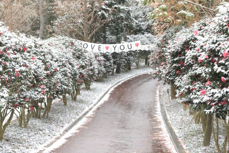 바다 옆 3km 4천만 송이 동백꽃 길 신안섬 겨울꽃 축제