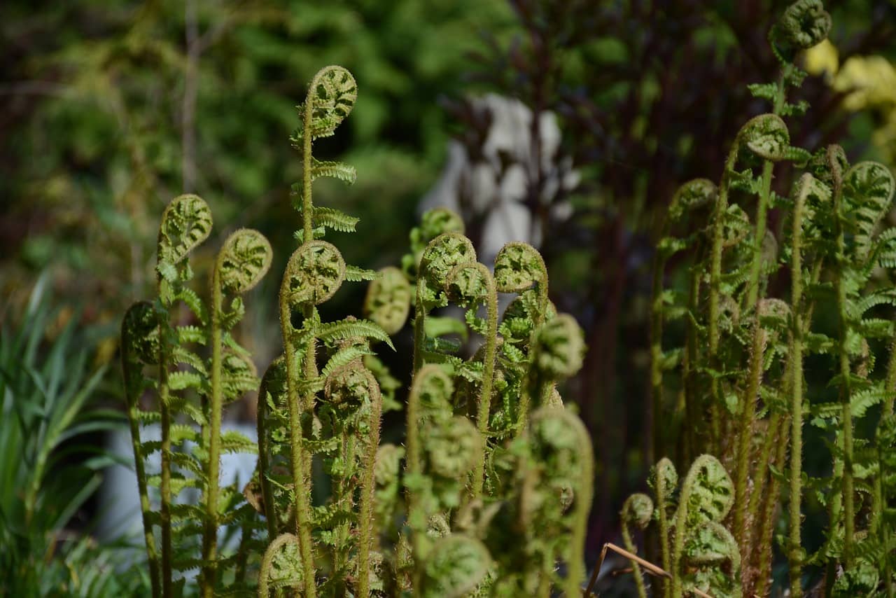 고사리의 모든 것 (영양성분, 손질법, 보관법)